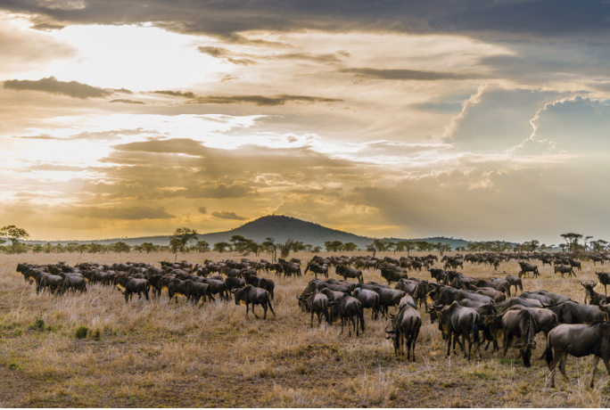 Great Migration Safari Tanzania: The Complete Guide